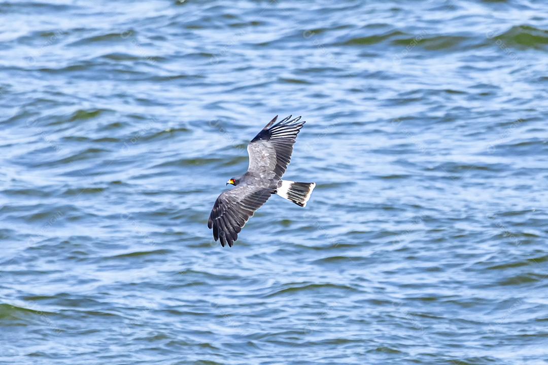 A pipa caracol (Rostrhamus sociabilis) é uma ave de rapina dentro da família Imagem JPG