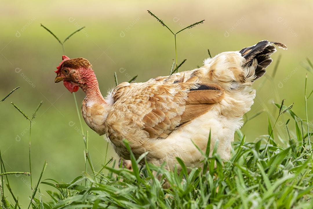 Frango ao ar livre em uma granja tradicional Imagem JPG