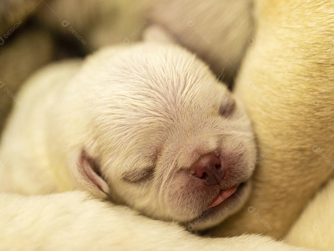 Closeup no filhote de pug branco dormindo em cima de seus irmãos Imagem JPG
