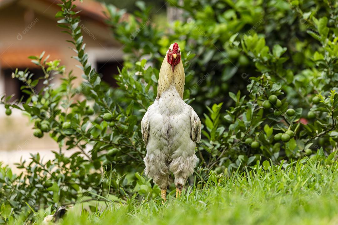 Frango ao ar livre em uma granja tradicional Imagem JPG