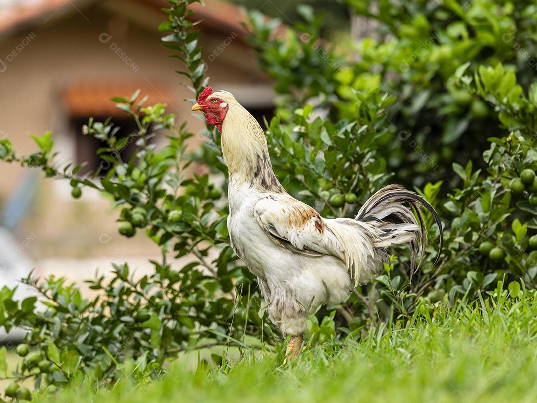 Frango ao ar livre em uma granja tradicional Imagem JPG