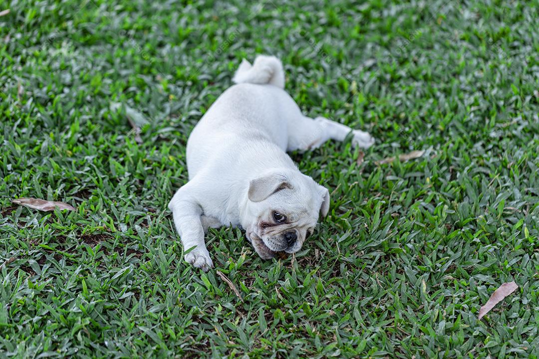 Cão de raça Pug branco deitado descansando na grama Imagem JPG