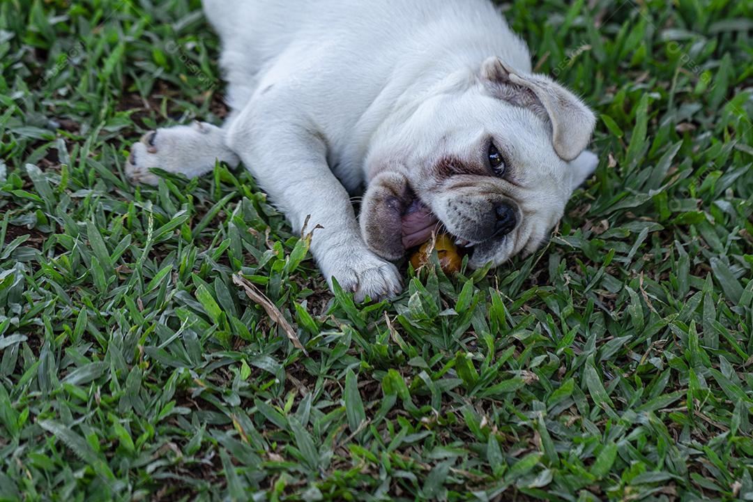 Cão de raça Pug branco deitado descansando na grama Imagem JPG
