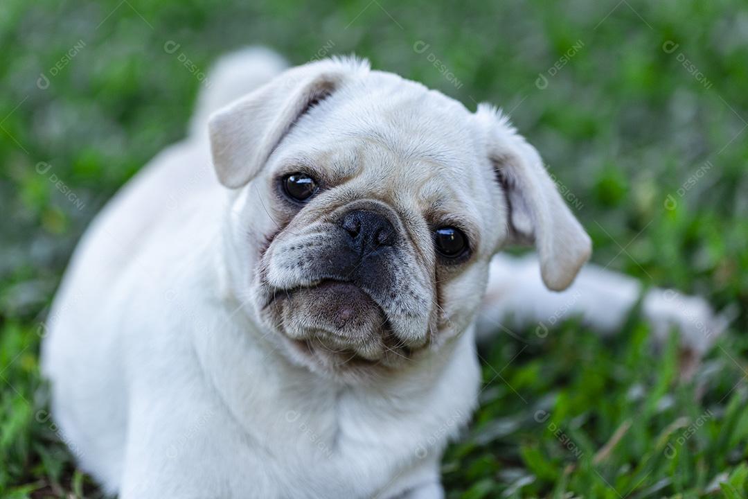 Cão de raça Pug branco deitado descansando na grama Imagem JPG