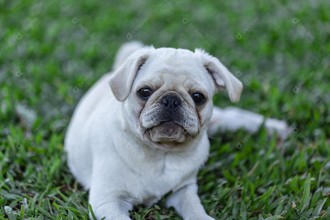 Cão de raça Pug branco deitado descansando na grama Imagem JPG