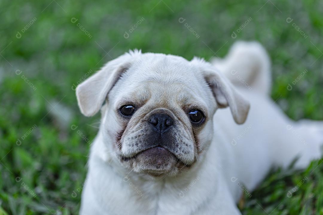Cão de raça Pug branco deitado descansando na grama Imagem JPG