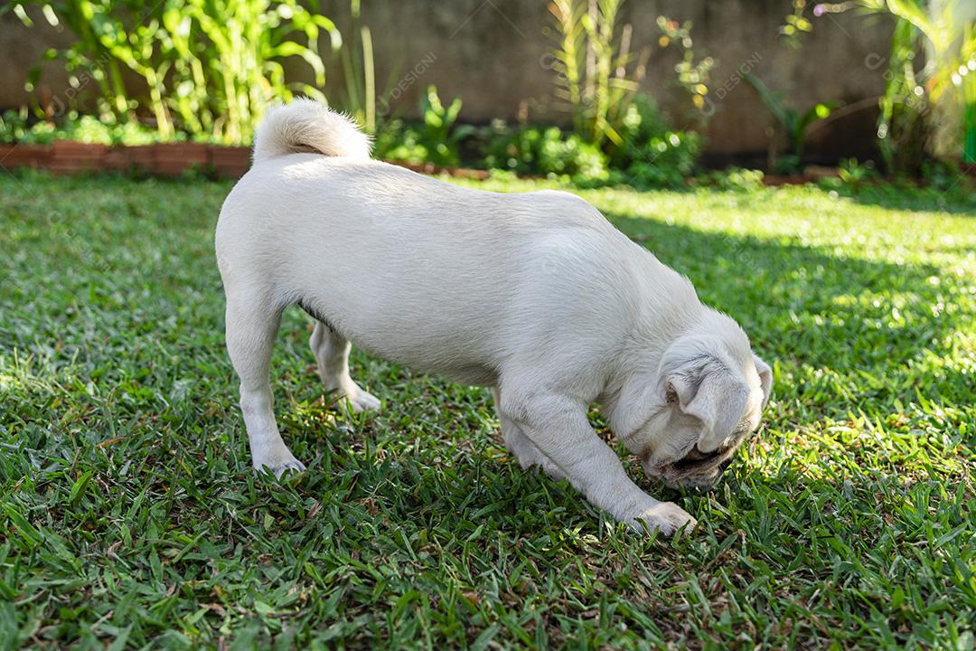 Cão de raça Pug branco andando na grama Imagem JPG