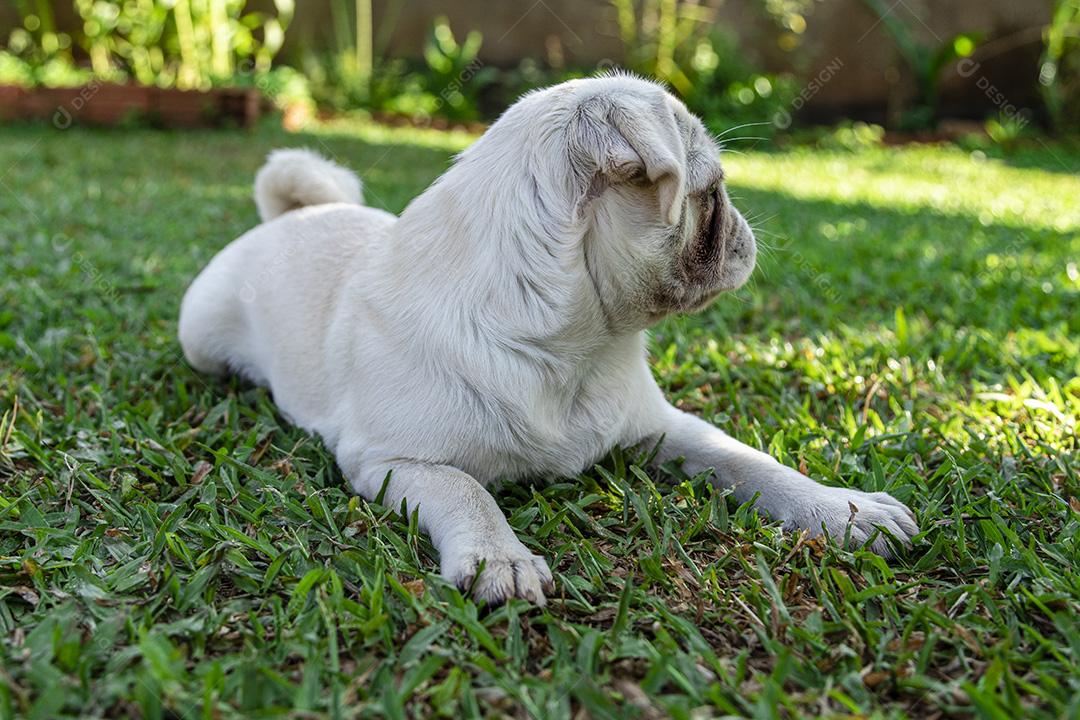 Cão de raça Pug branco deitado descansando na grama Imagem JPG