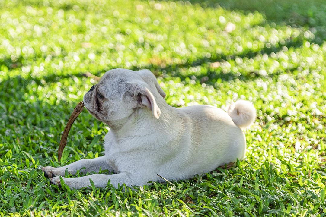 Cão de raça Pug branco deitado descansando na grama Imagem JPG