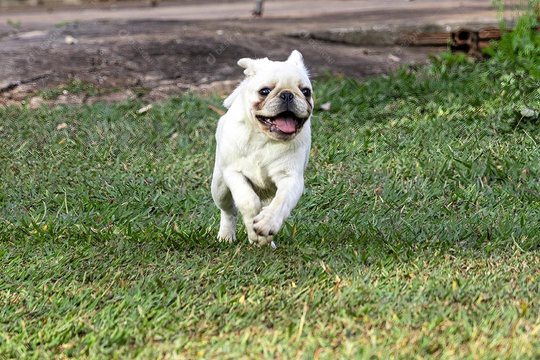 Cão Pug andando pela grama Imagem JPG