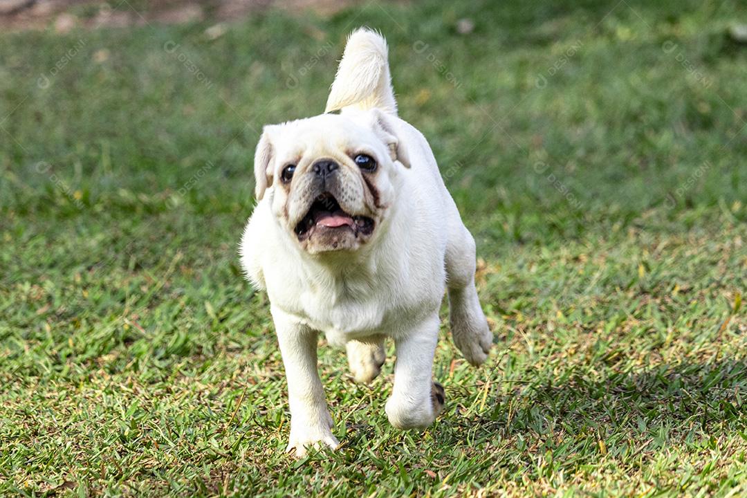 Cão de raça Pug branco andando na grama Imagem JPG