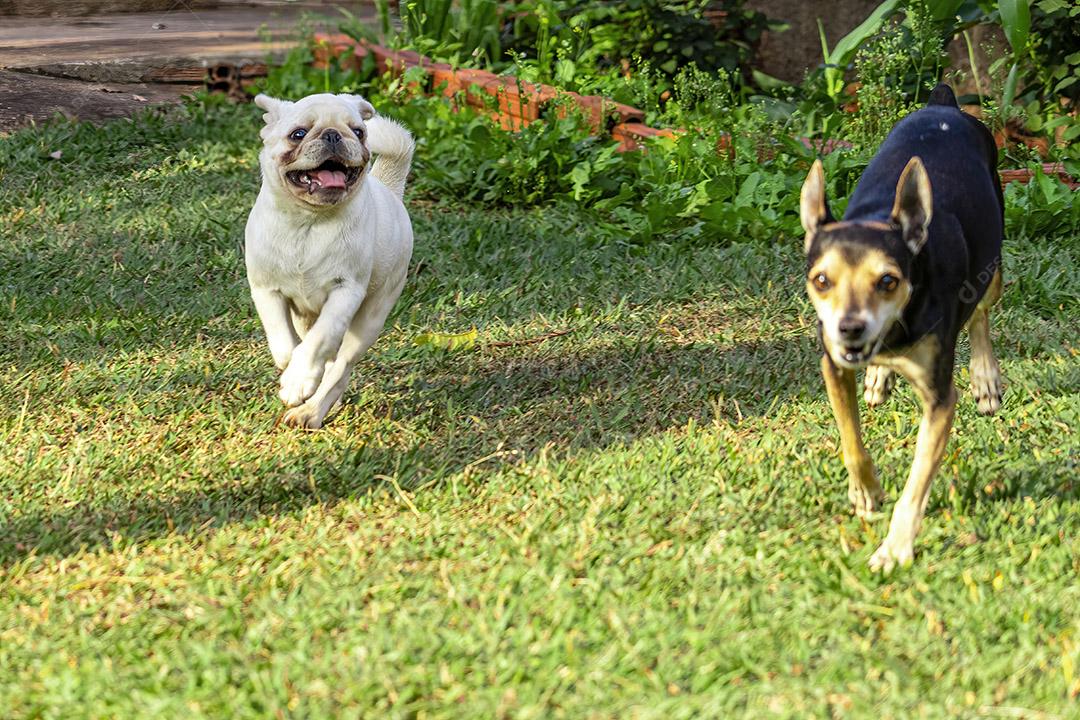 Pinscher e cachorro pug perseguindo um ao outro na grama, brincando.Imagem JPG