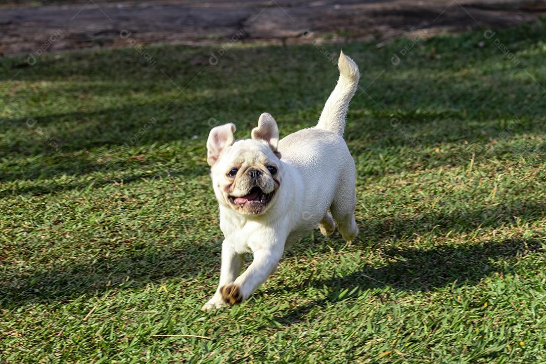 Cão Pug andando pela grama Imagem JPG