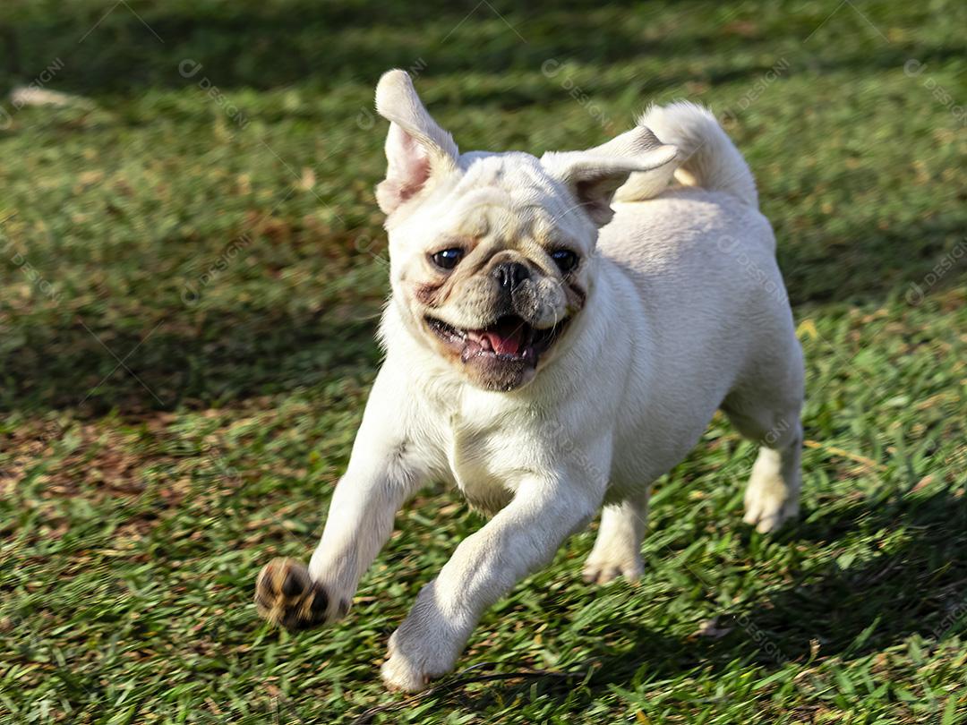 Cão de raça Pug branco andando na grama Imagem JPG