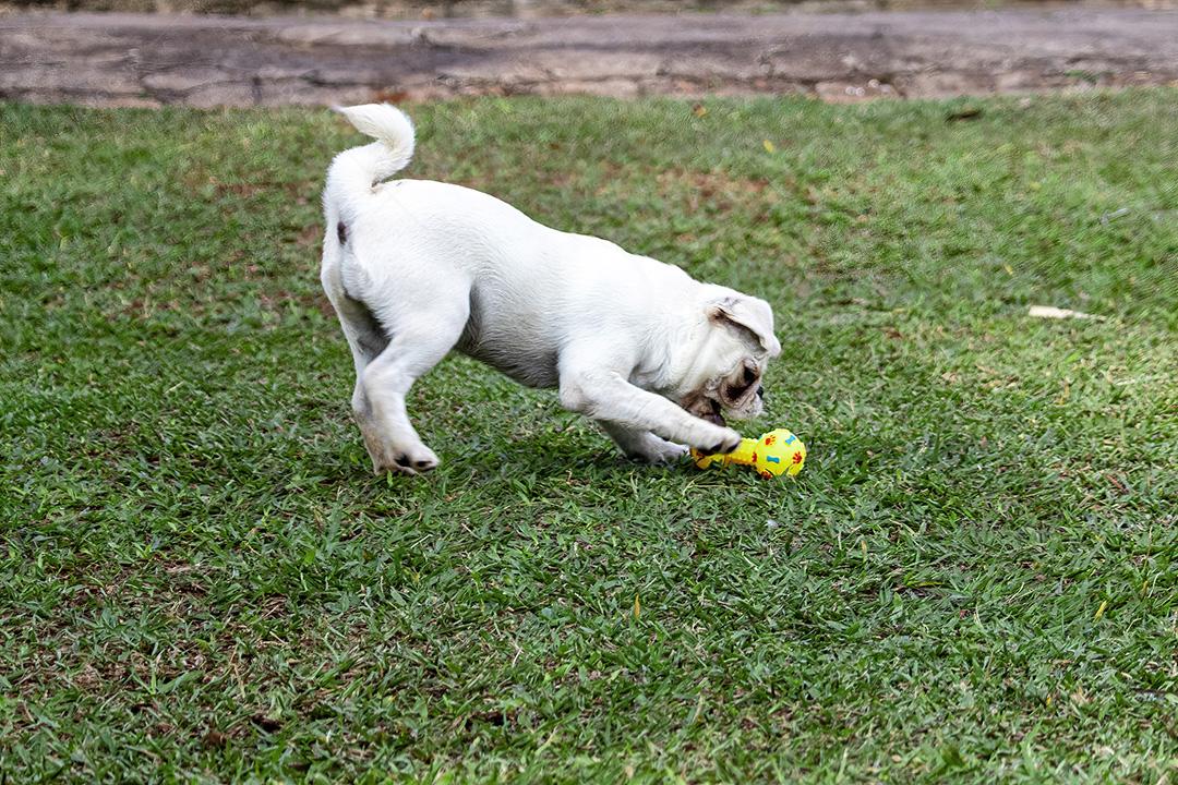 Cão de raça Pug branco andando na grama Imagem JPG