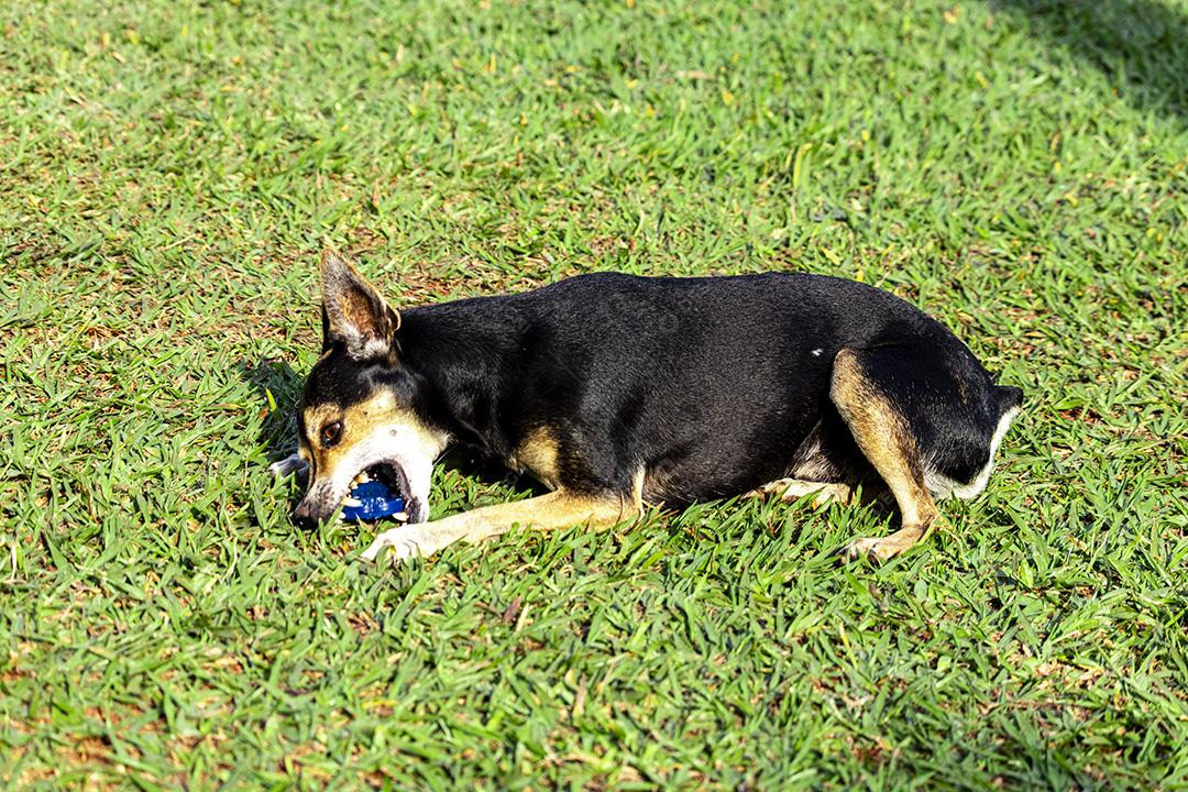 Cachorro Pinscher deitado no brinquedo de morder grama.Imagem JPG
