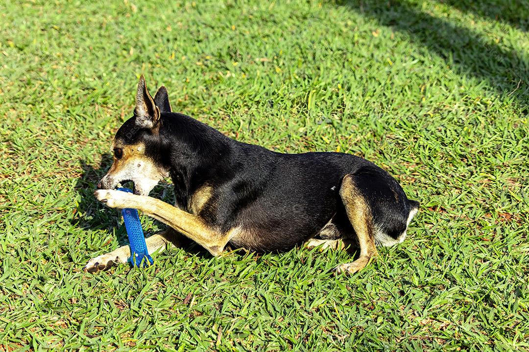 Cachorro Pinscher deitado no brinquedo de morder grama.Imagem JPG
