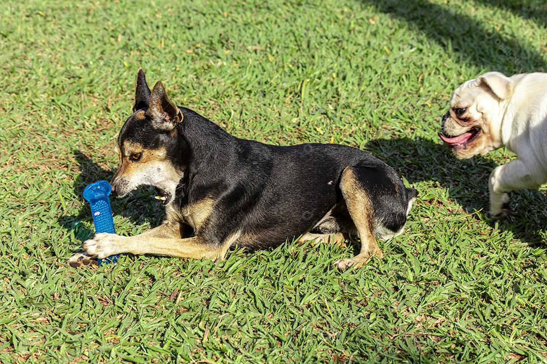 Fotos Pinscher e cachorro pug perseguindo um ao outro na grama, brincando.