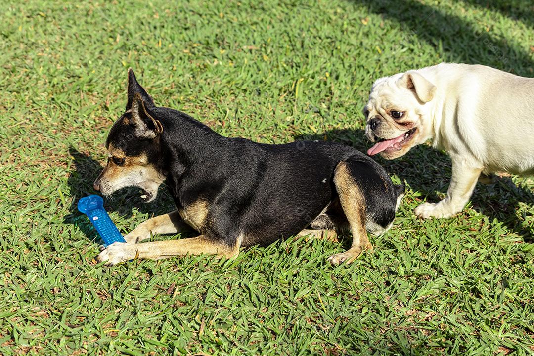 Fotos Pinscher e cachorro pug perseguindo um ao outro na grama, brincando.