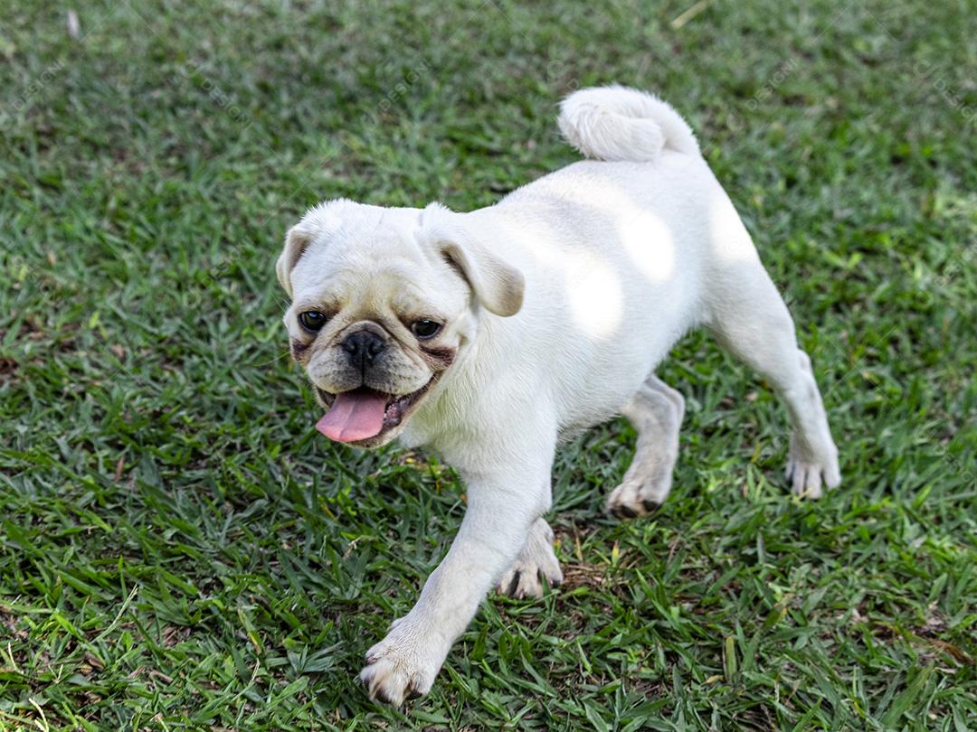 Cão de raça Pug branco andando na grama Imagem JPG