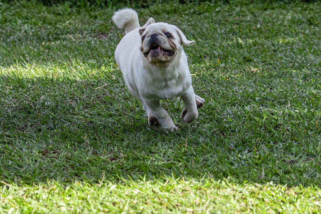 Cão de raça Pug branco andando na grama Imagem JPG