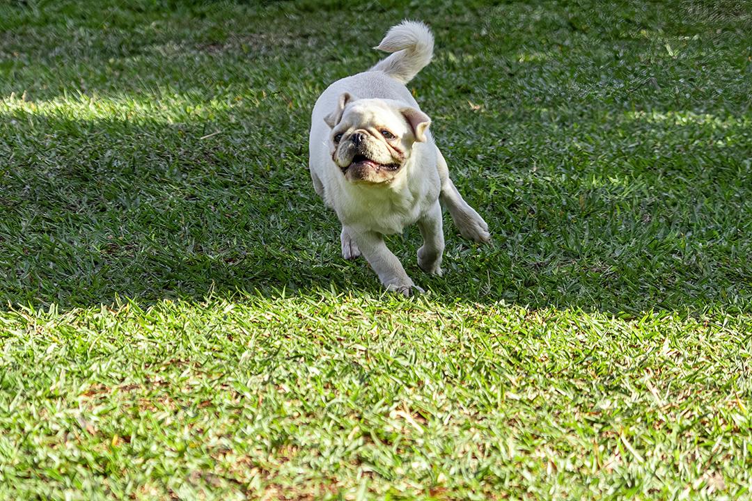Cão de raça Pug branco andando na grama Imagem JPG