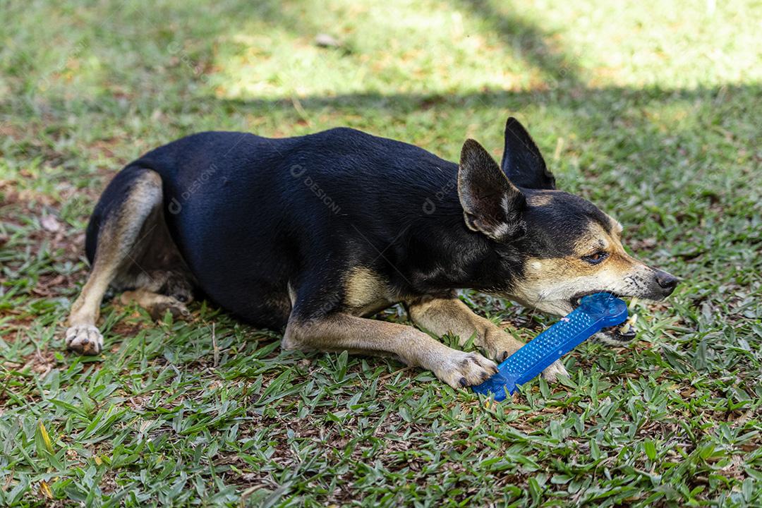 Cachorro Pinscher deitado no brinquedo de morder grama.Imagem JPG