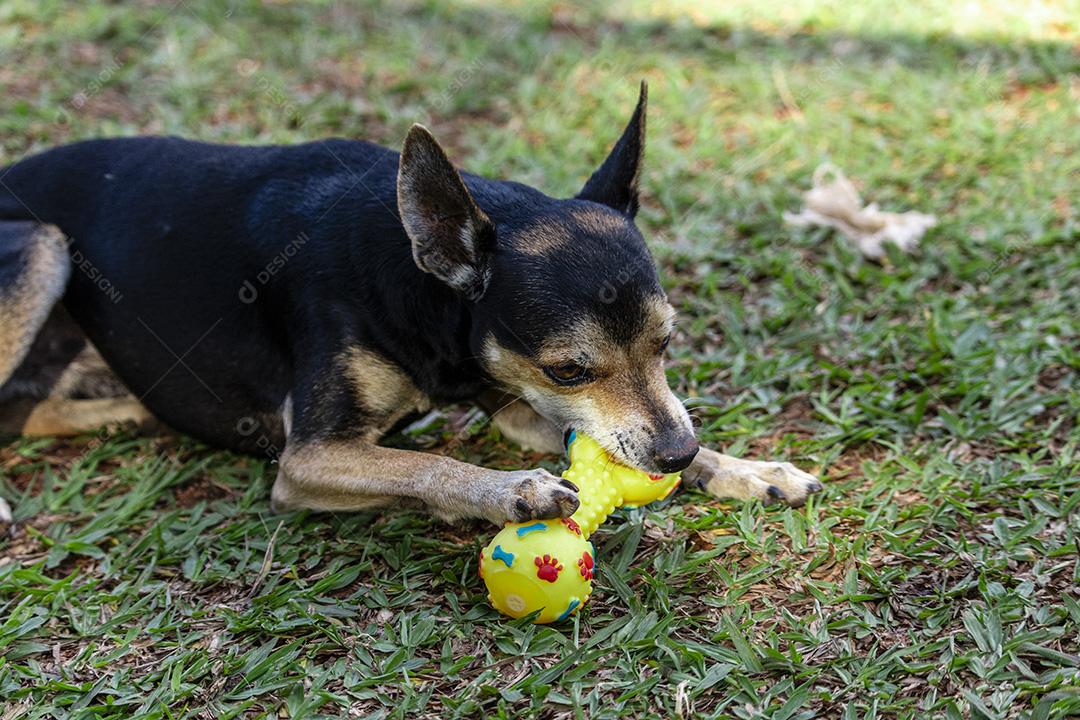 Cachorro Pinscher deitado no brinquedo de morder grama.Imagem JPG