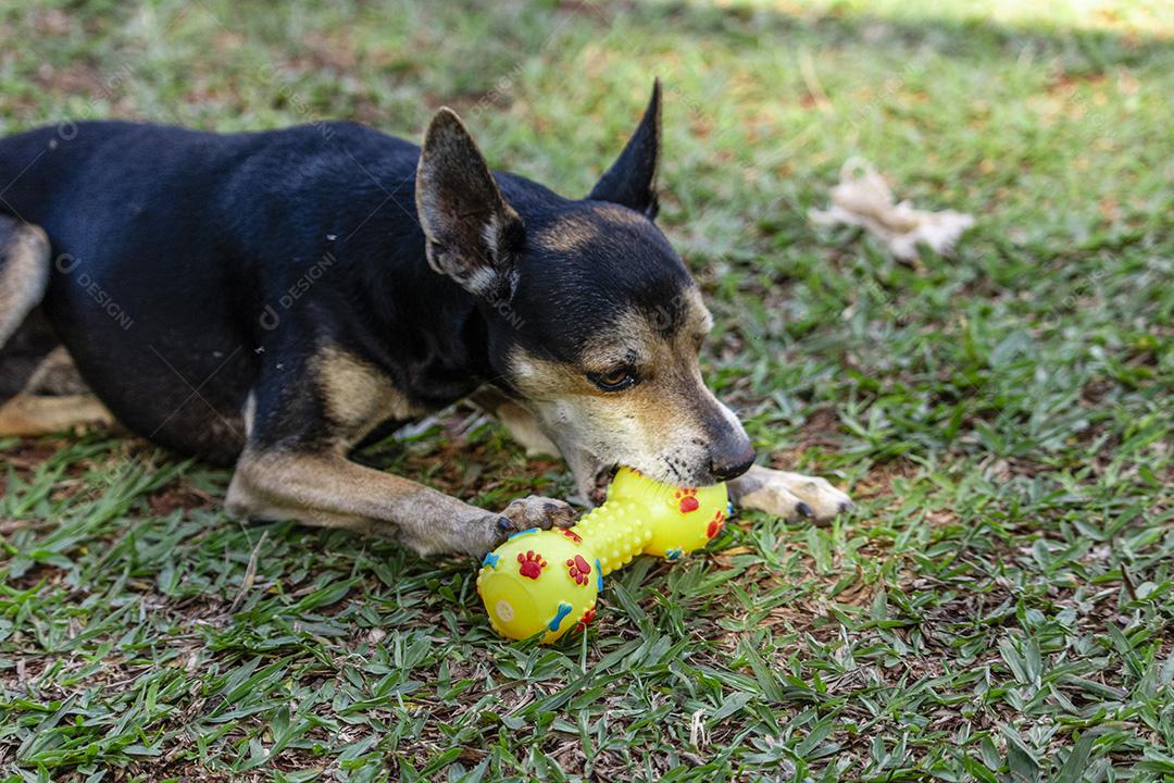 Cachorro Pinscher deitado no brinquedo de morder grama.Imagem JPG