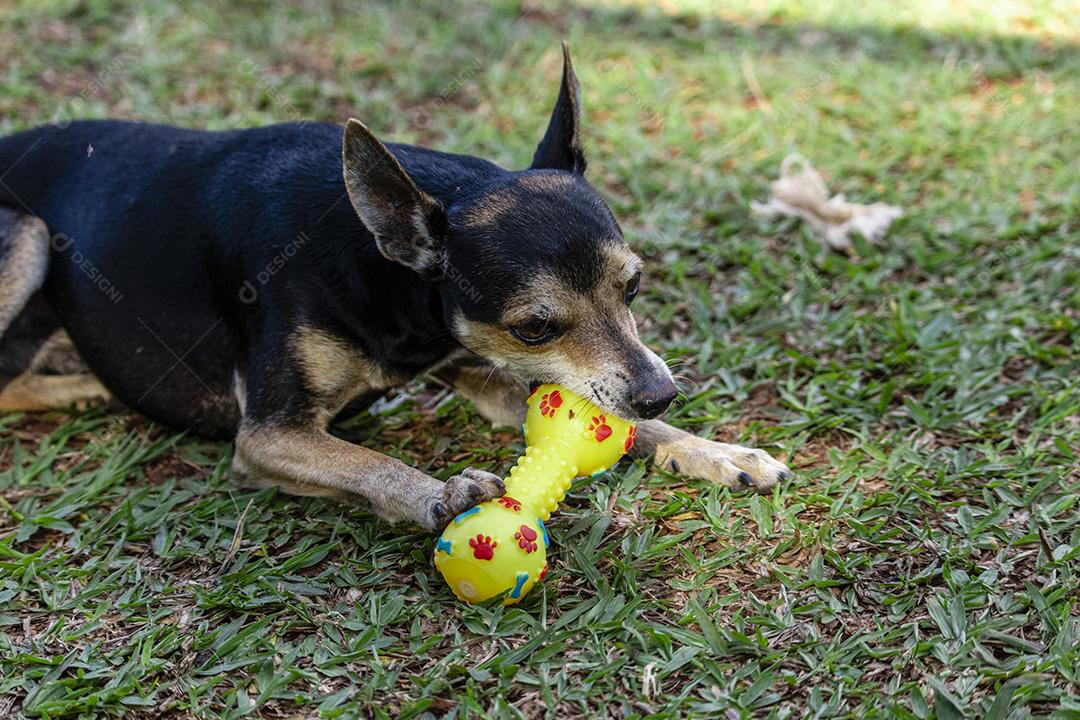 Cachorro Pinscher deitado no brinquedo de morder grama.Imagem JPG