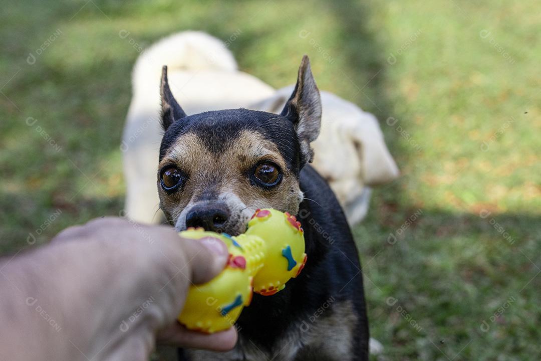 Cachorro Pinscher deitado no brinquedo de morder grama.Imagem JPG