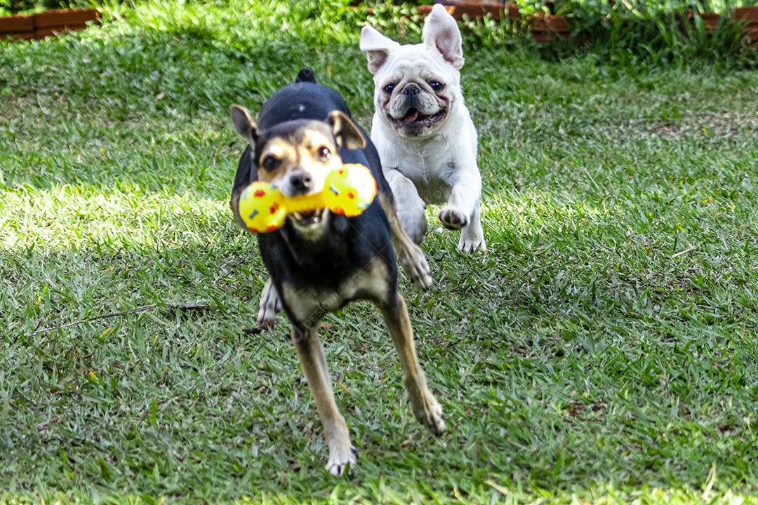 Fotos Pinscher e cachorro pug perseguindo um ao outro na grama, brincando.