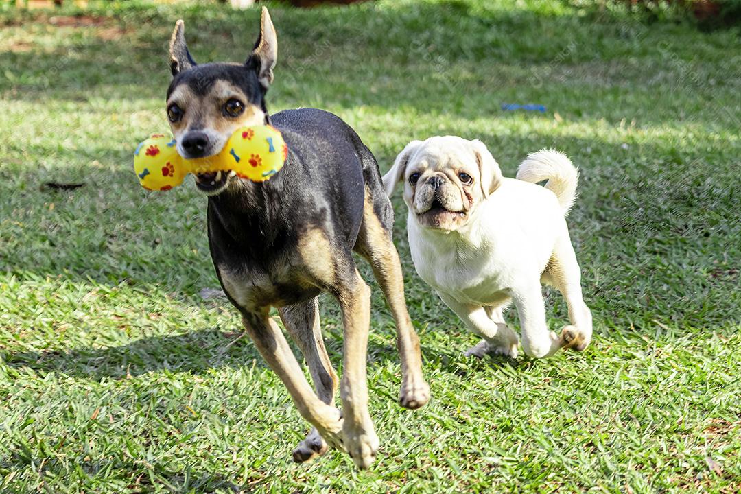 Fotos Pinscher e cachorro pug perseguindo um ao outro na grama, brincando.