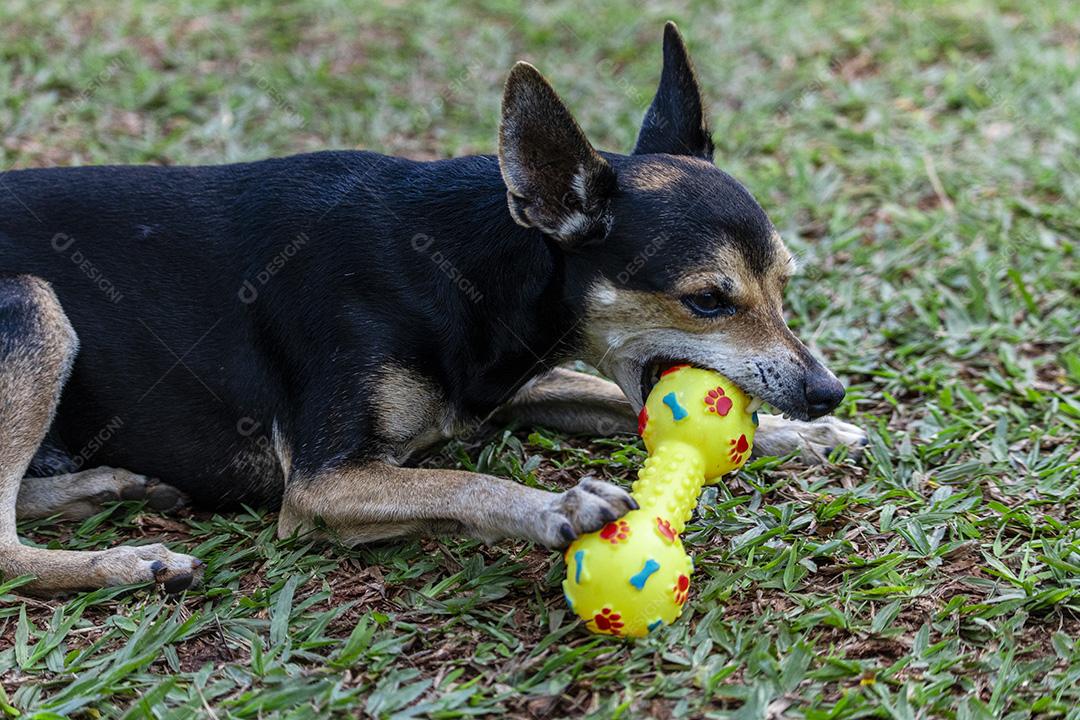 Cachorro Pinscher deitado no brinquedo de morder grama.Imagem JPG