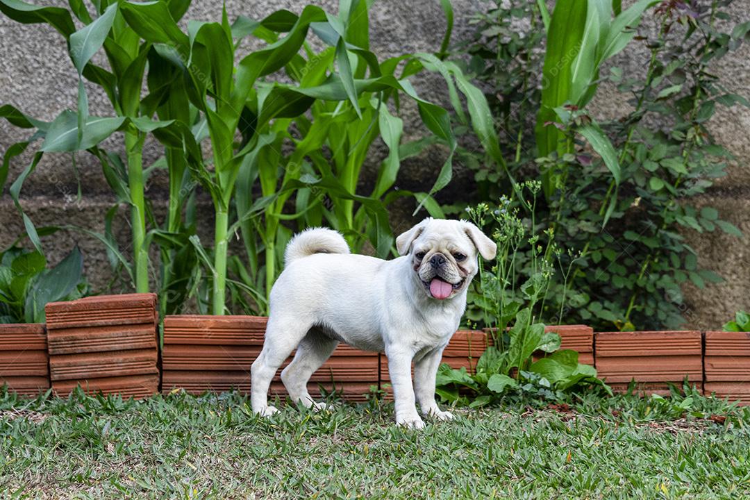 Cão de raça Pug branco andando na grama Imagem JPG