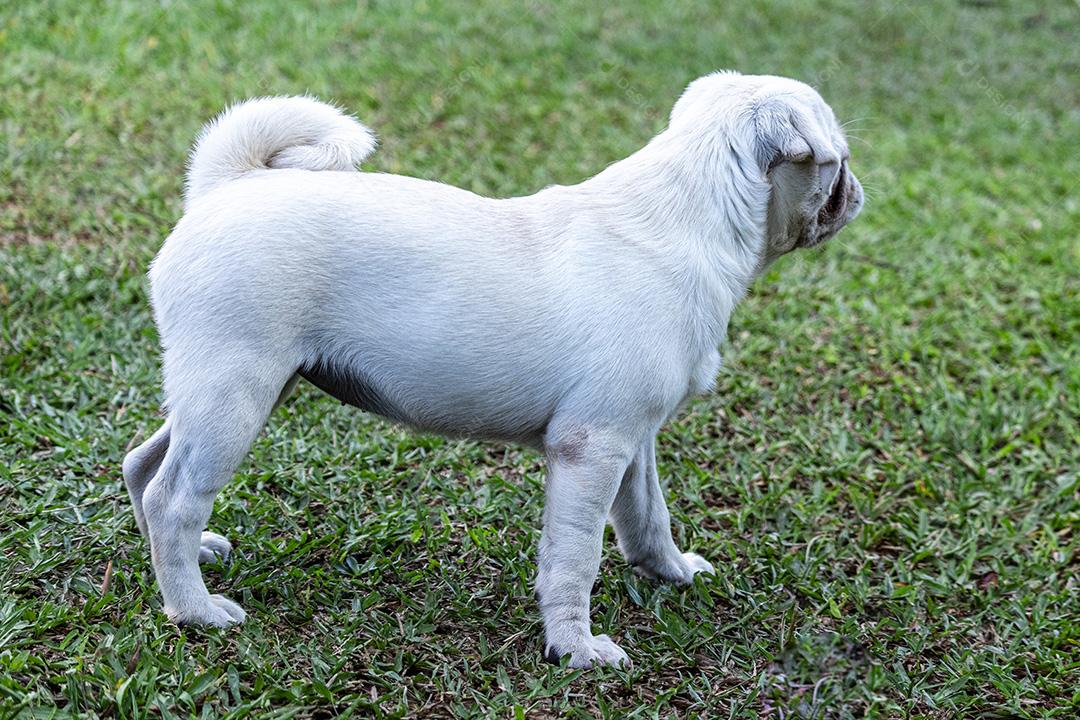Cão de raça Pug branco andando na grama Imagem JPG