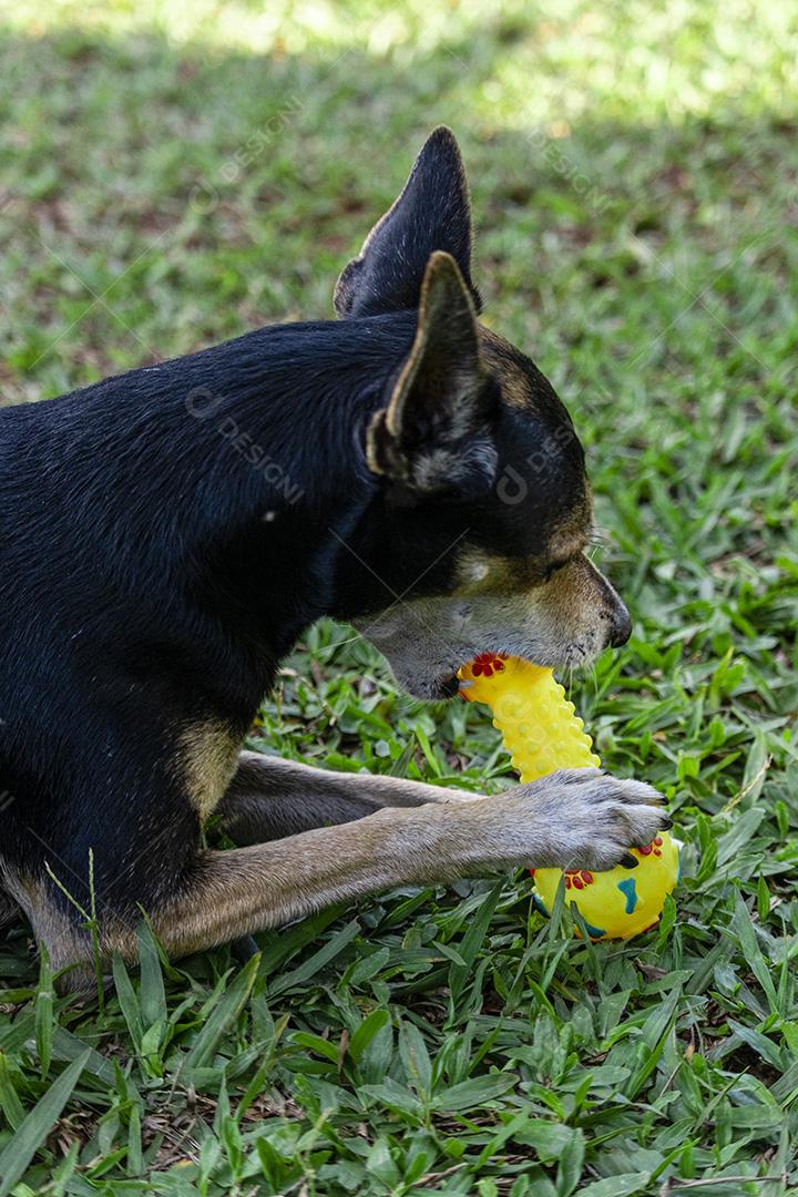 Cachorro Pinscher deitado no brinquedo de morder grama.Imagem JPG