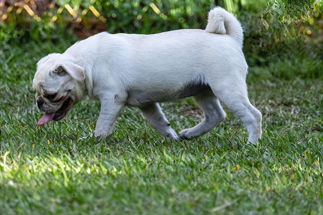 Cão de raça Pug branco andando na grama Imagem JPG