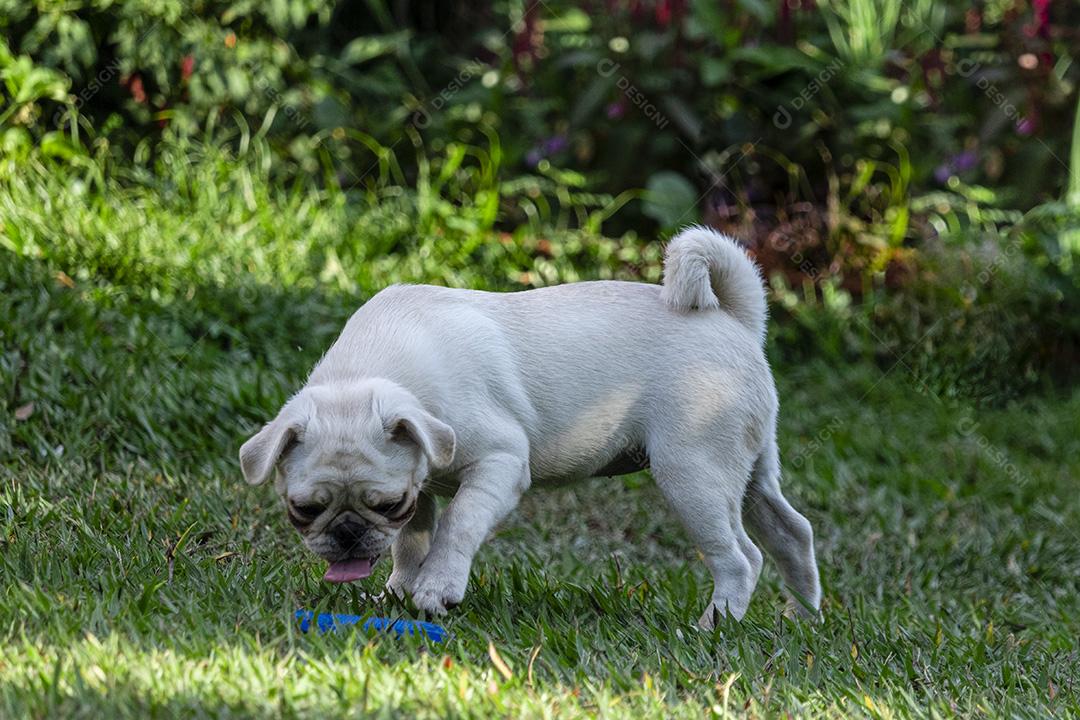 Cão de raça Pug branco andando na grama Imagem JPG