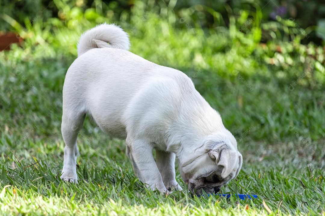 Cão de raça Pug branco andando na grama Imagem JPG