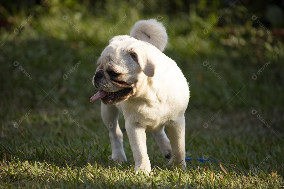 Cão de raça Pug branco andando na grama Imagem JPG