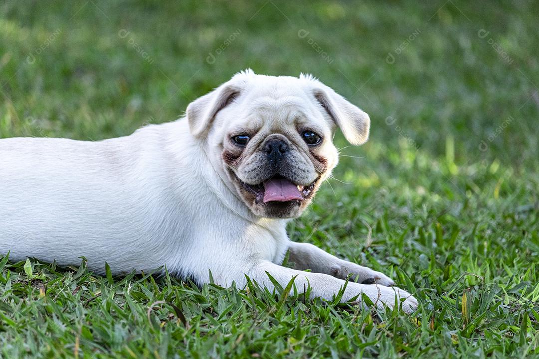 Cão de raça Pug branco andando na grama Imagem JPG