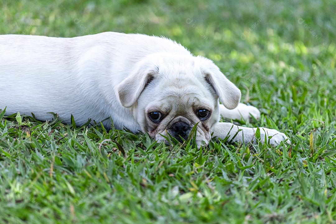 Cão de raça Pug branco andando na grama Imagem JPG