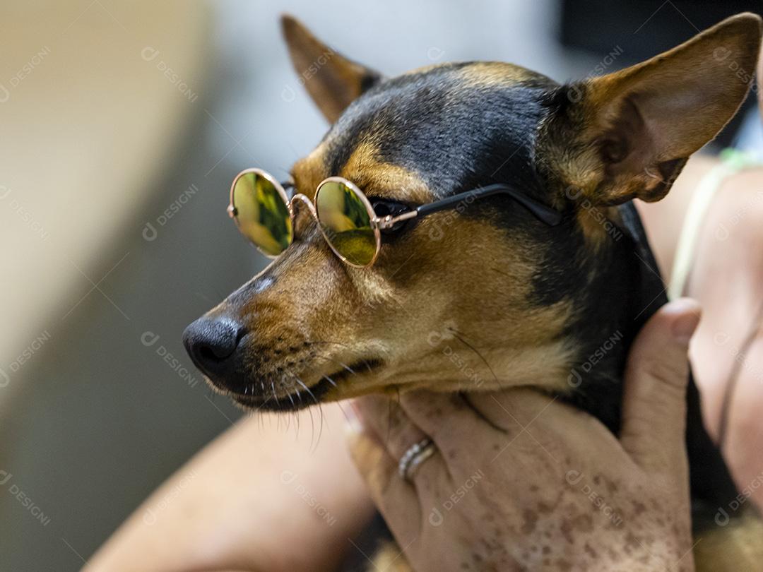 Cão usando óculos escuros Imagem JPG