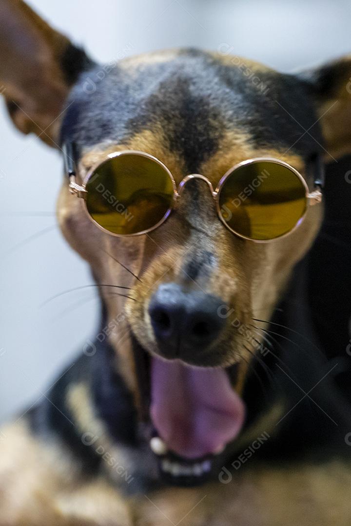 Cão usando óculos escuros Imagem JPG