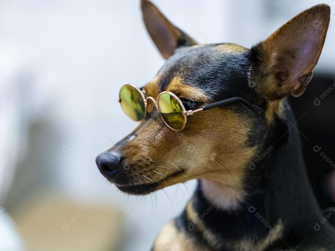 Cão usando óculos escuros Imagem JPG