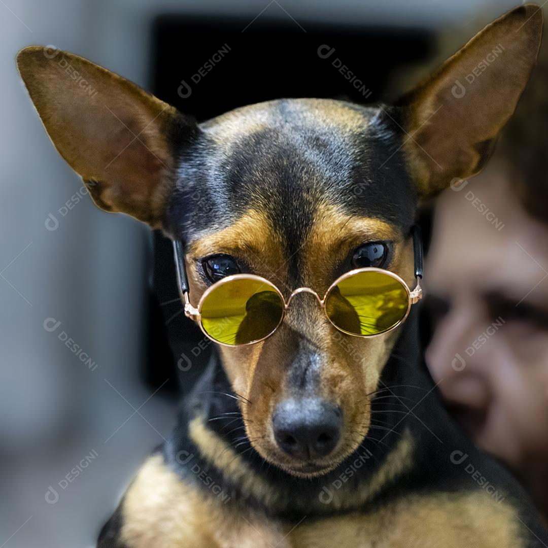 Cão usando óculos escuros Imagem JPG