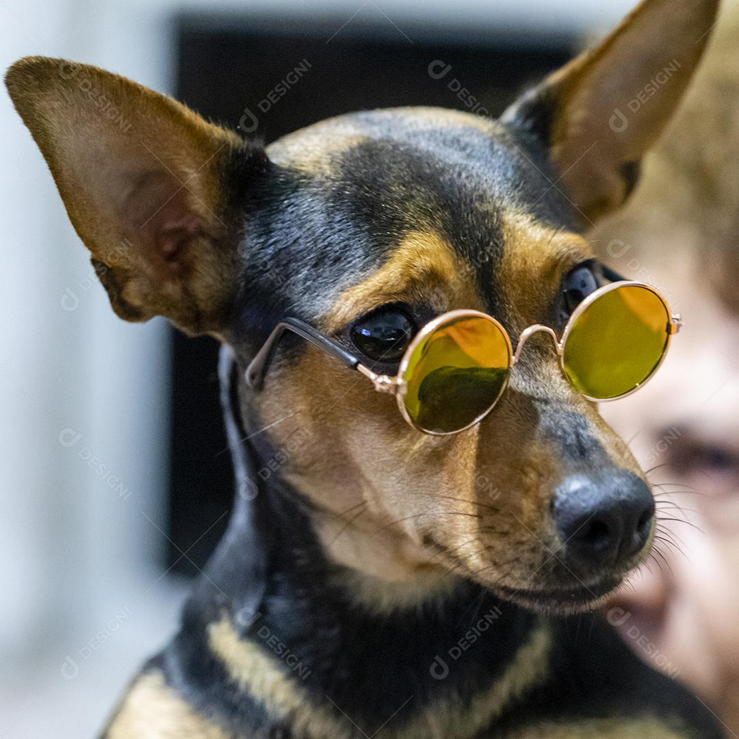 Cão usando óculos escuros Imagem JPG
