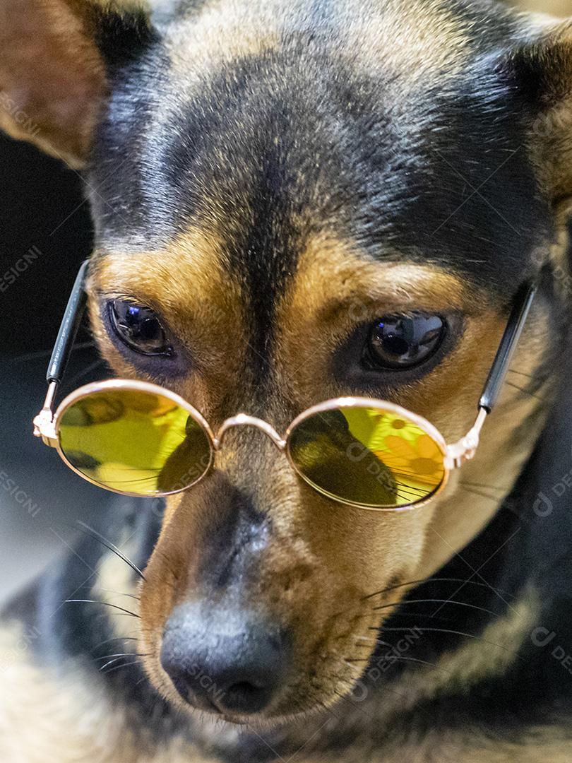 Cão usando óculos escuros Imagem JPG