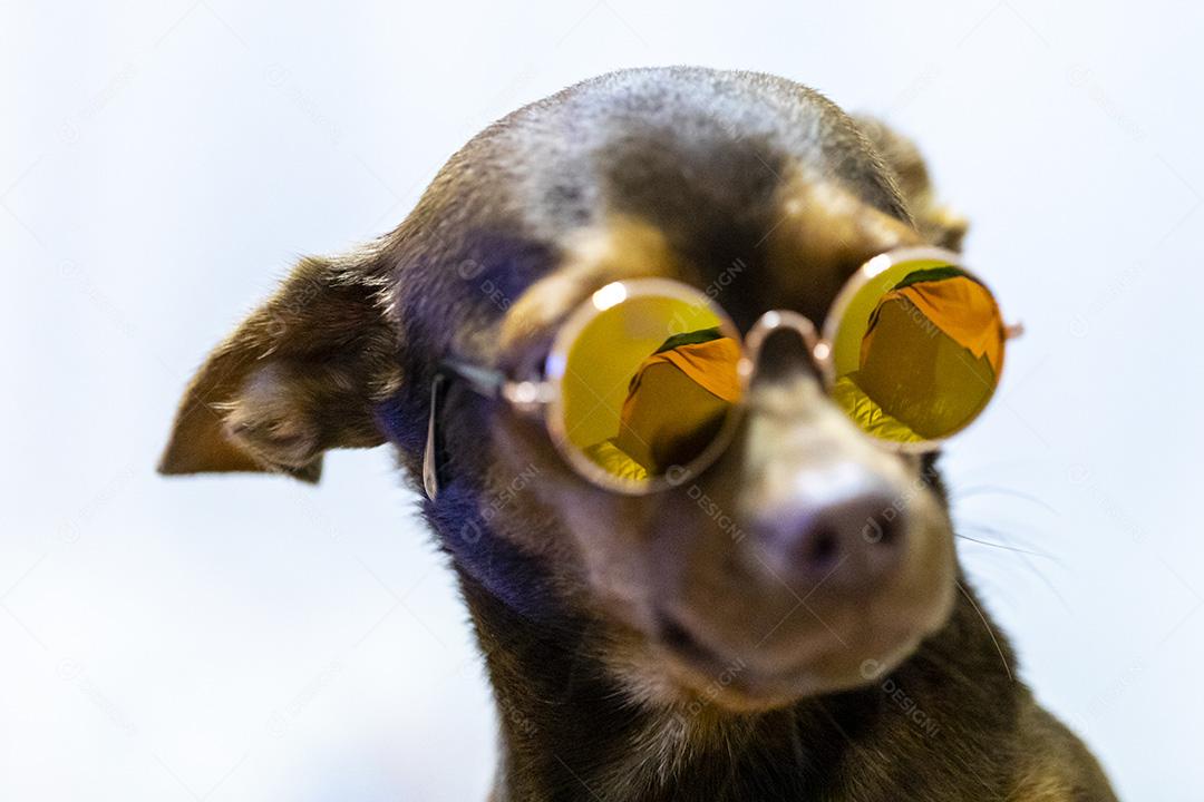 cachorro Pinscher usando oculos fotos imagem